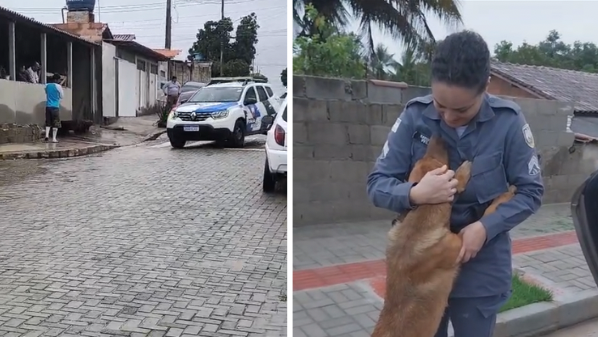 Homem é detido após flagrante de relação sexual com cadela e maus-tratos no Norte do ES