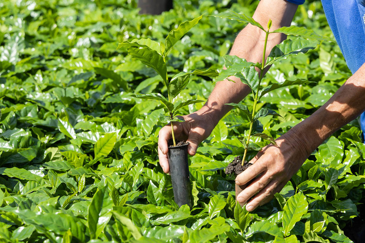 Caravana do Arranjos Produtivos entrega 149,5 mil mudas no norte