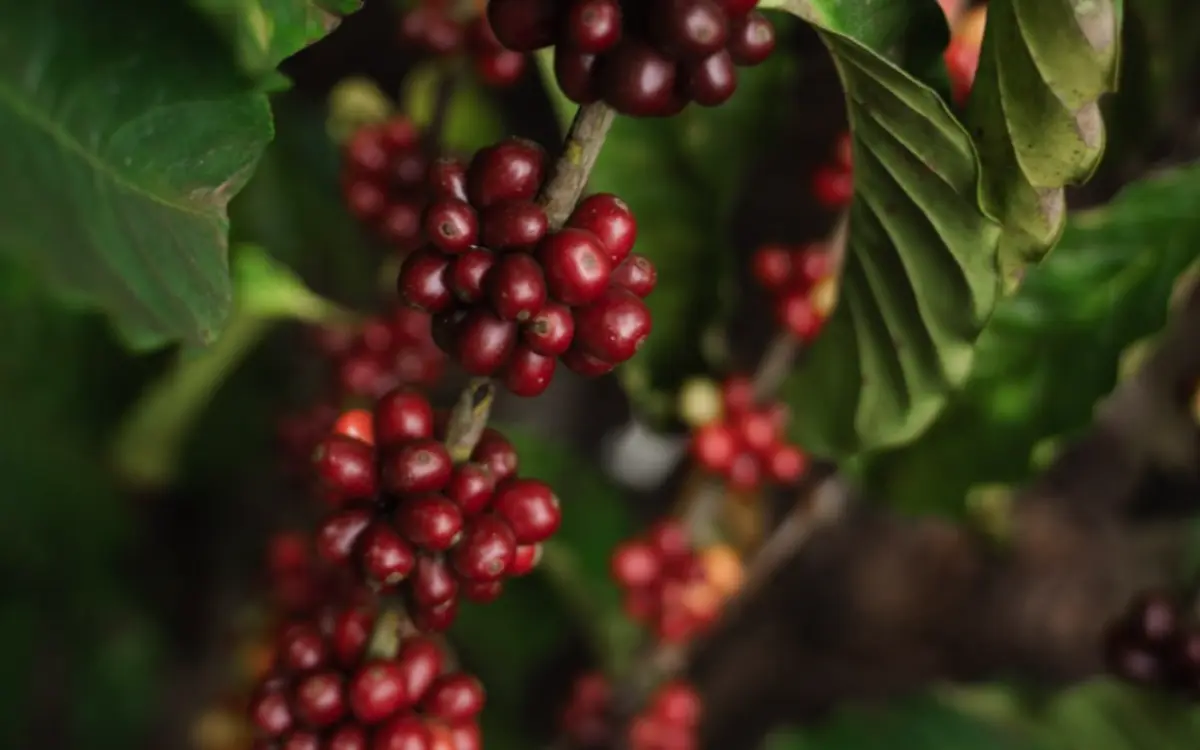 Concurso vai eleger os melhores cafés conilon do Brasil