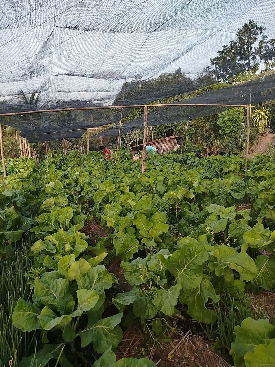 Agroecologia avança em municípios do Norte e Noroeste capixaba com projeto do Incaper e parceiros