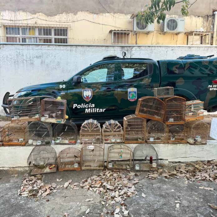 Polícia resgata 22 pássaros mantidos em cativeiro ilegal e responsabiliza suspeito em Vila Valério
