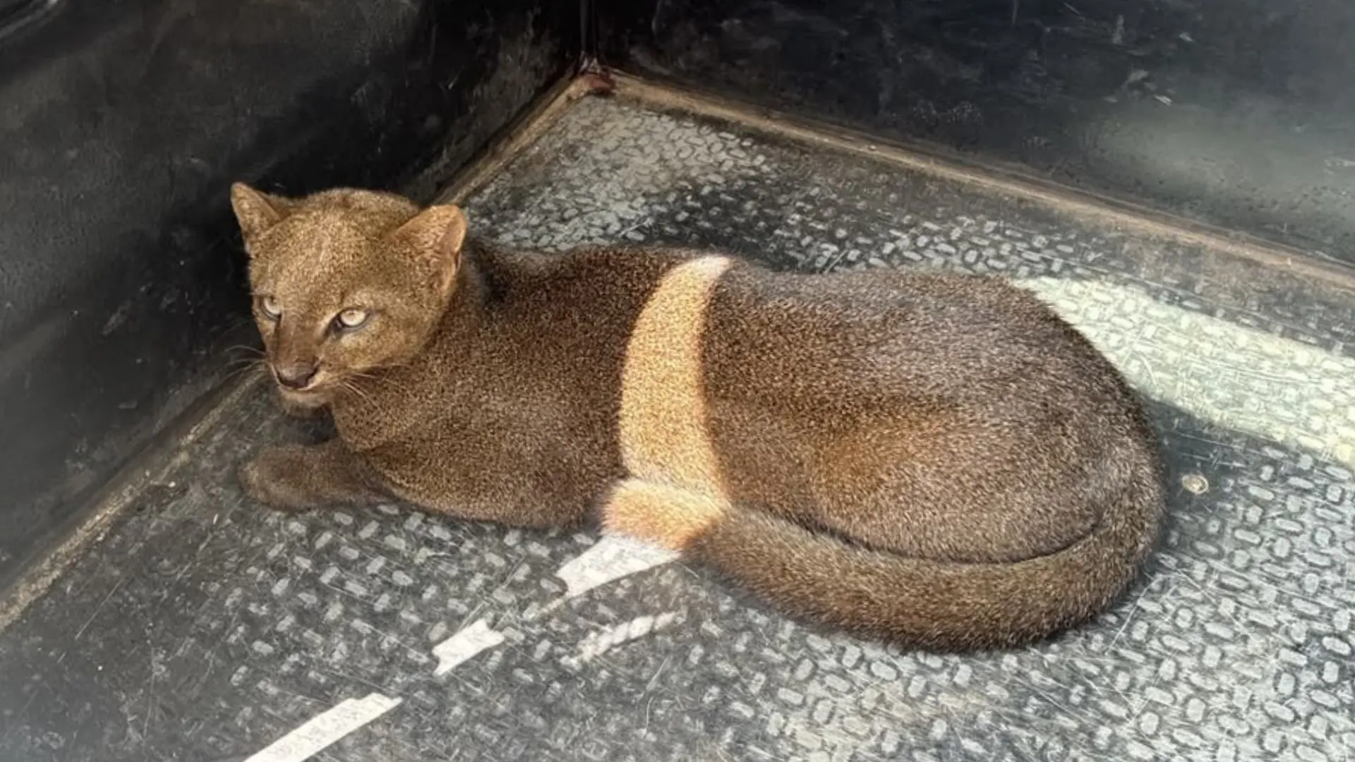 Gato-mourisco é resgatado ferido às margens de rodovia em Santa Teresa