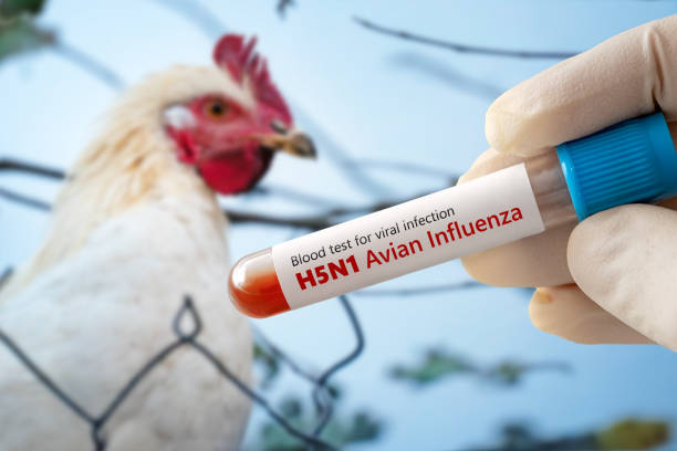 Espírito Santo prorroga emergência zoossanitária para fortalecer prevenção contra Influenza Aviária