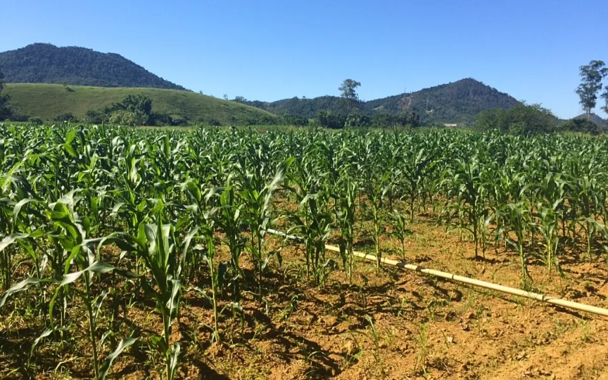 BC alerta risco de queda na produtividade agrícola