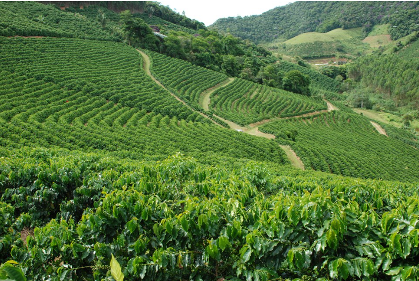 Espírito Santo celebra o Dia Mundial do Café como referência global em produção e exportação