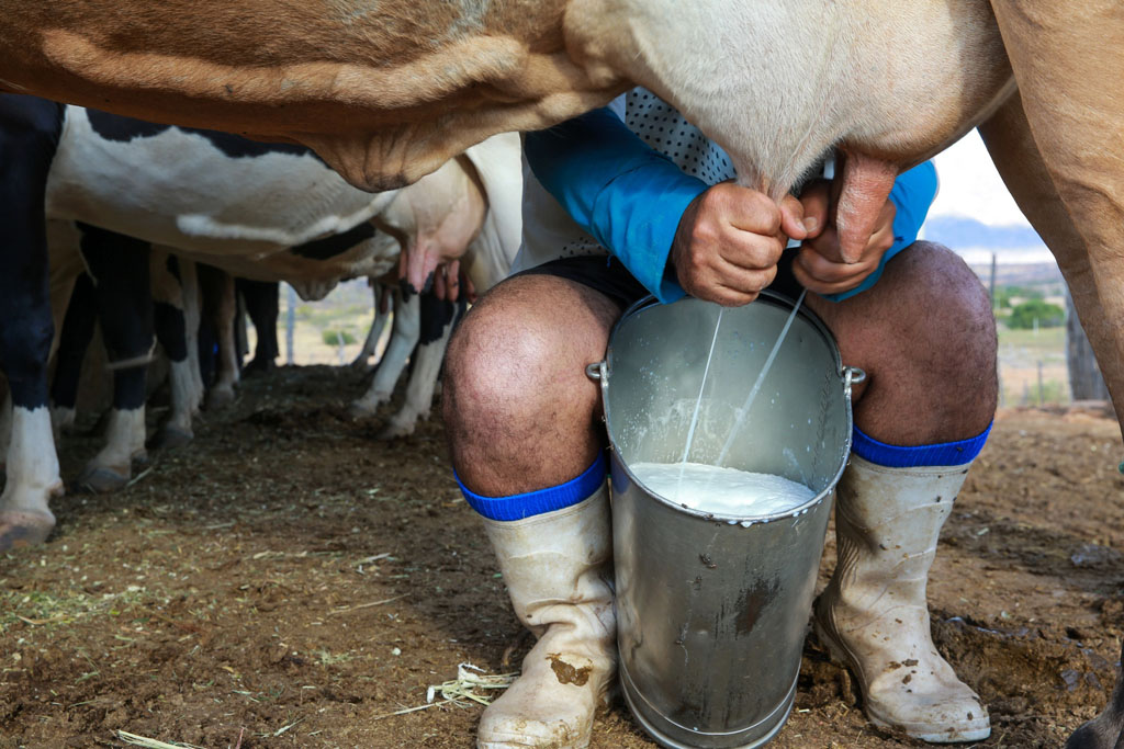 Dia Mundial do Leite destaca sustentabilidade da pecuária leiteira capixaba