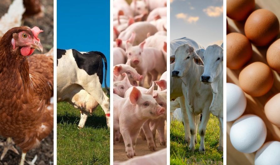 Produção animal no Espírito Santo cresce em aves, ovos e bovinos em 2025