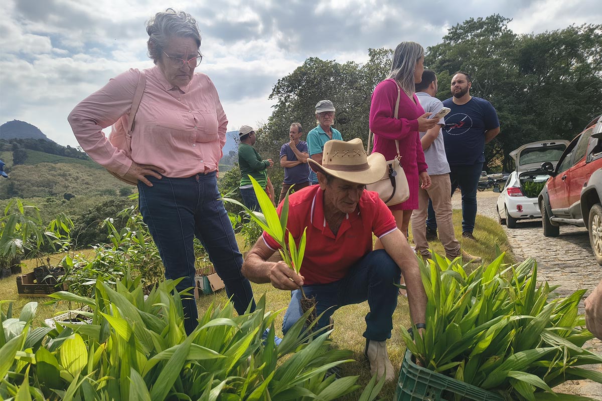Arranjos Produtivos entrega palmáceas e mudas de bambu em Ibiraçu
