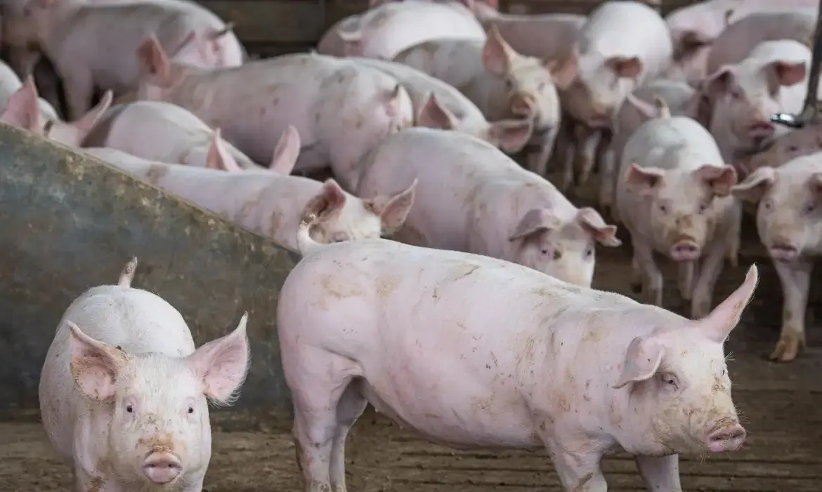 Suínos gourmet são aposta para gerar renda no Caparaó