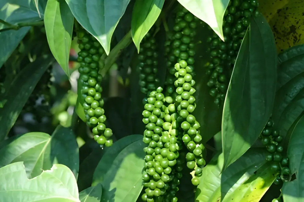 Exportação de pimenta-do-reino do ES cresce 17,4%