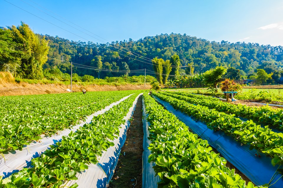Dia Mundial da Agricultura destaca programas que fortalecem o campo capixaba
