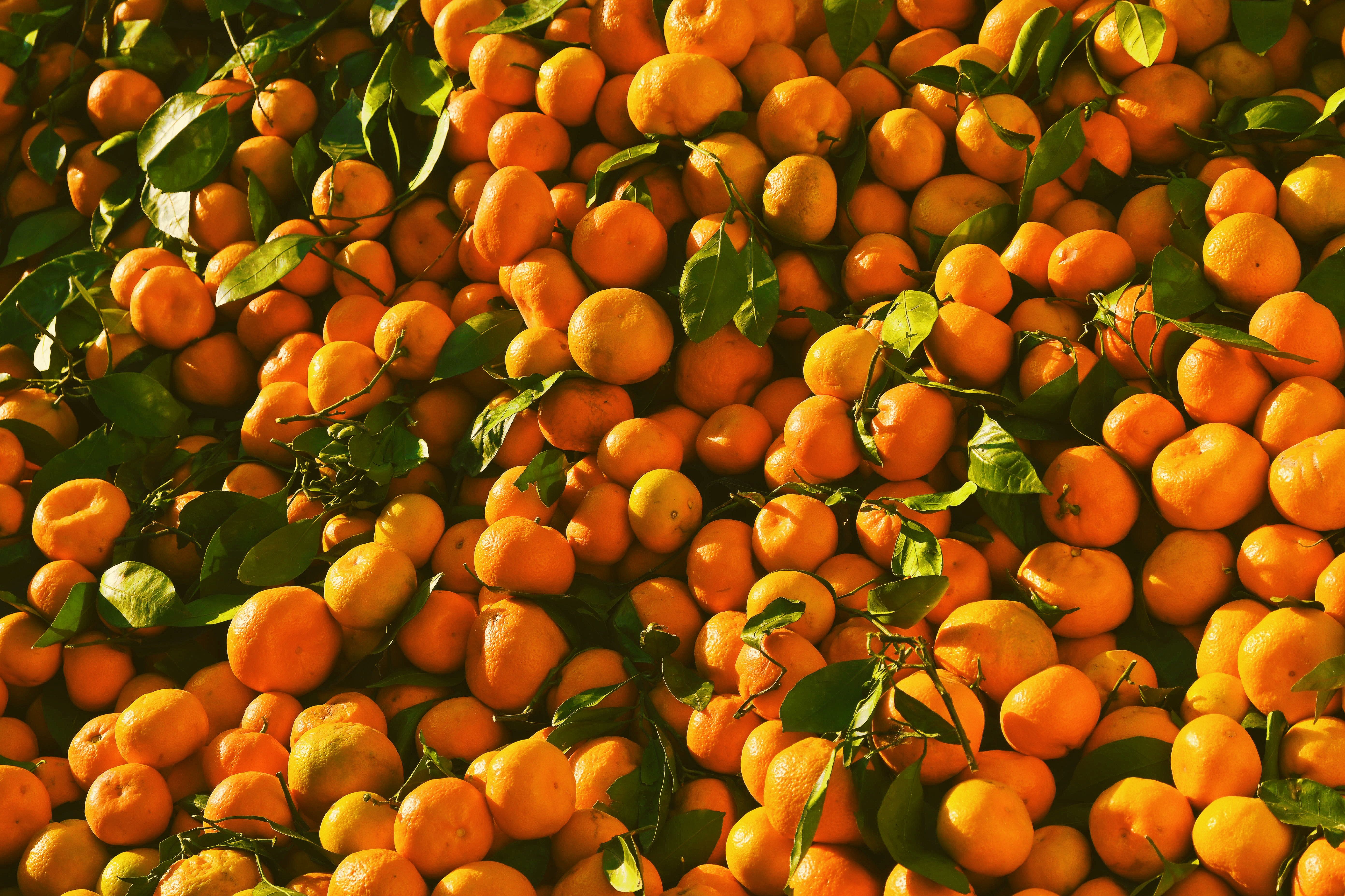 Saiba qual município produz mais da metade das tangerinas do Espírito Santo