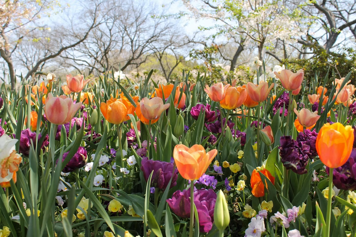 Primavera terá temperaturas acima da média e chuvas irregulares