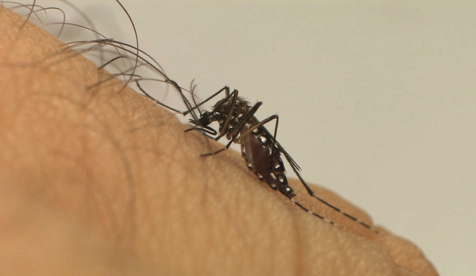 Conheça as características do Aedes aegypti